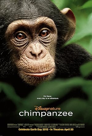 Chimpanzee 