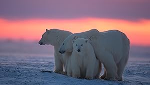 Kingdom of the Polar Bears - First Season