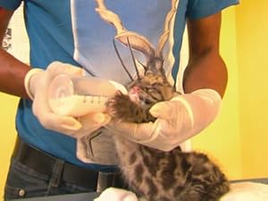 Return of the Clouded Leopards